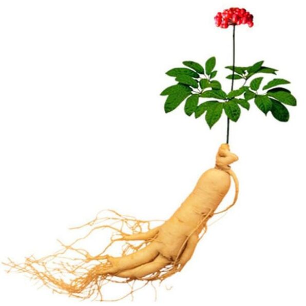 Fréamh Ginseng i Xtrazex (1)