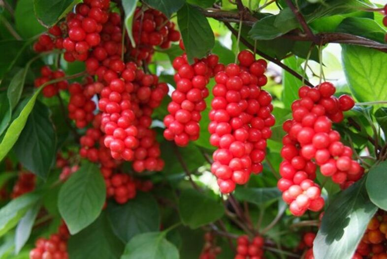 Schisandra a mhéadú potency