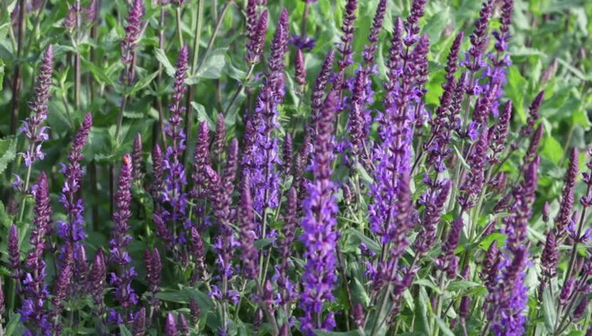saoi a mhéadú potency