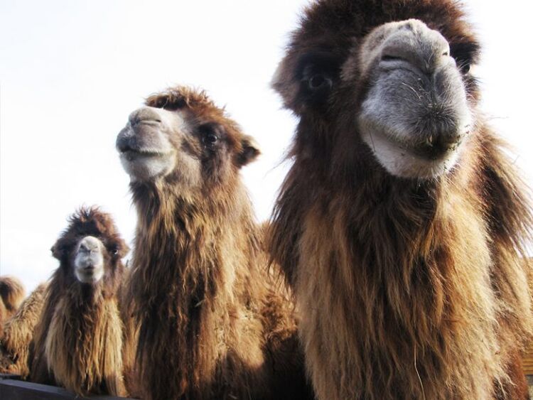camel agus a boilg le haghaidh potency