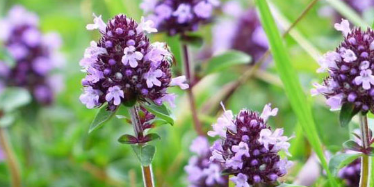 Neartaíonn Thyme cumhacht ghnéasach fear