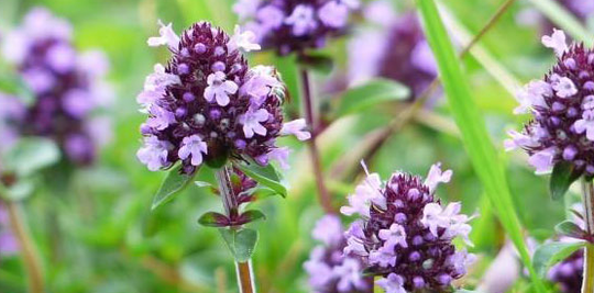 Neartaíonn Thyme cumhacht ghnéasach fear